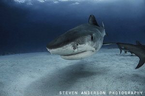 Tiger Sharks come in close and are very interested in bei... by Steven Anderson 